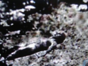 roswell alien dead ufo crash alien